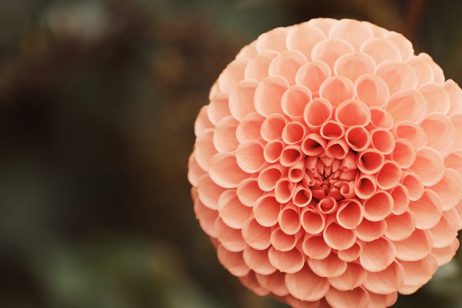 Dahlias, the quiet workhorses of late-summer entertaining