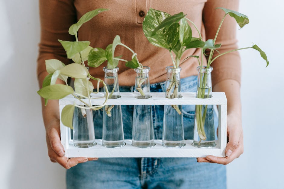 Indoor climbing plants for a house without a conservatory