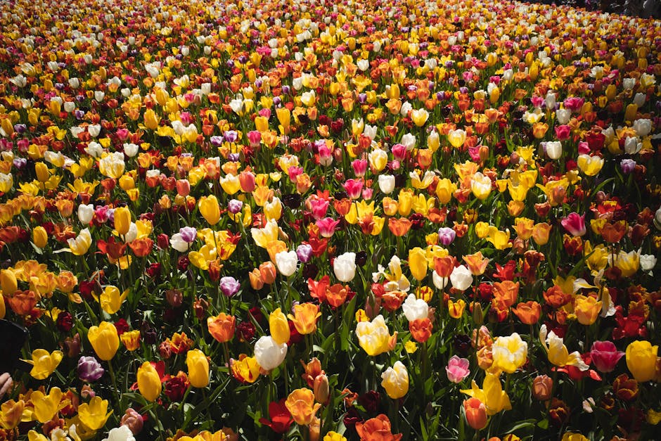 Keukenhof, read properly