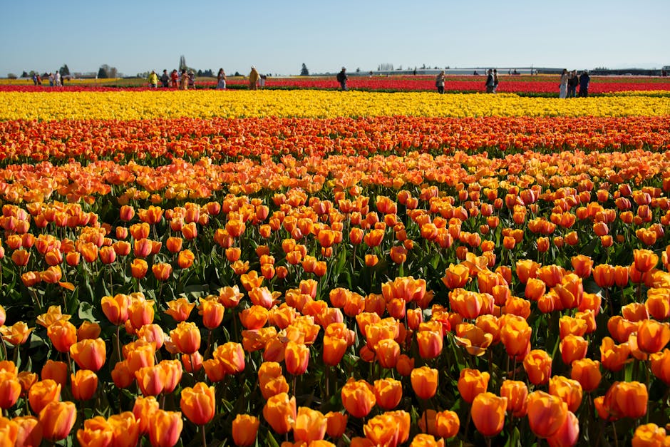Planning a trip around a flower festival